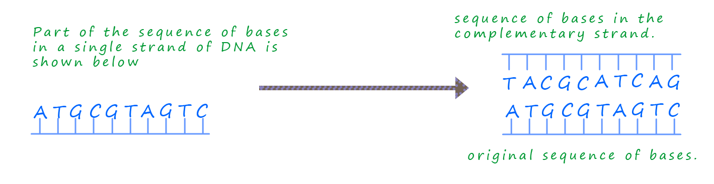 Image to show how DNA is replicated, showing how part of one strand is copied.
